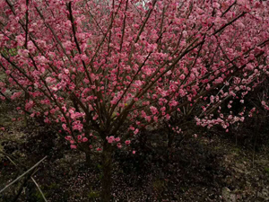 8公分骨里紅紅梅