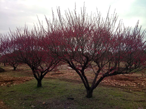 20公分株沙紅梅
