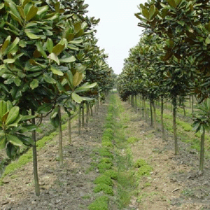 廣玉蘭苗木批發(fā)