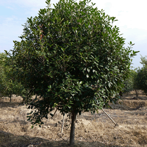 紅葉石楠批發(fā)