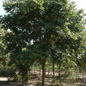 無患子批發(fā)