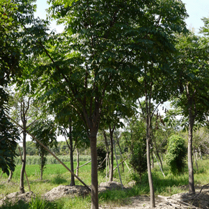 黃山欒樹批發(fā)