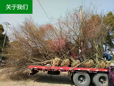 �t÷��(sh��)����(y��ng)��