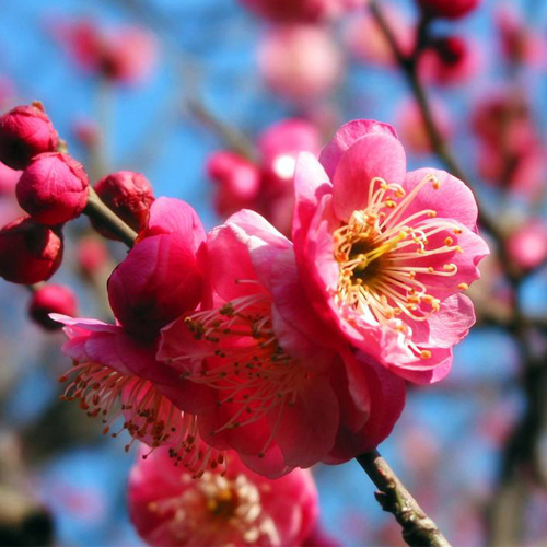 骨里紅紅梅