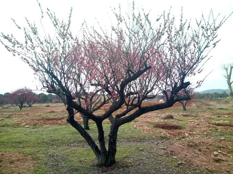 30���ֹ���t÷