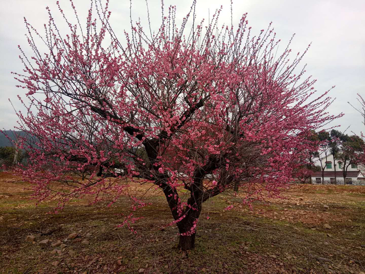 25���ֹ���t÷