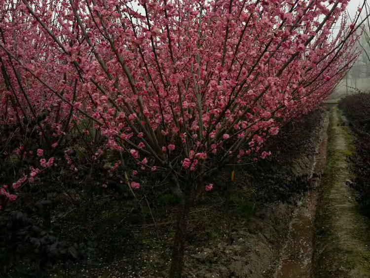 8���ֹ���t÷��(sh��)