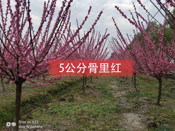 5���ֹ���t÷