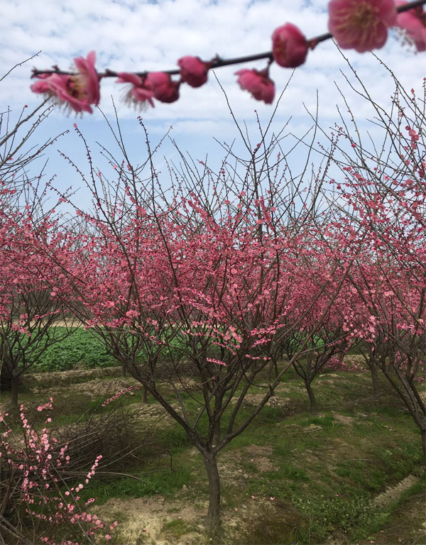 5���ֹ���t÷