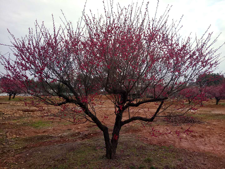 22������ɰ�t÷��