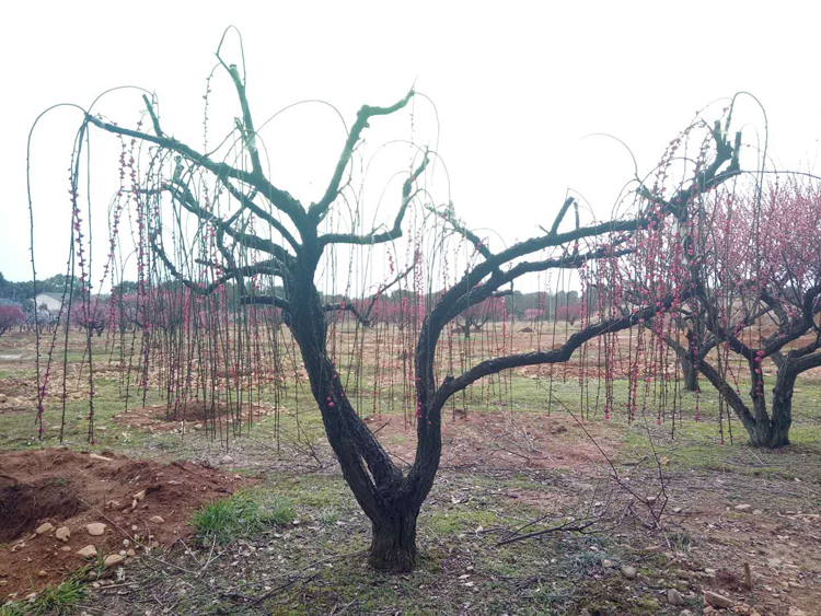 25���ִ��z�t÷��(sh��)