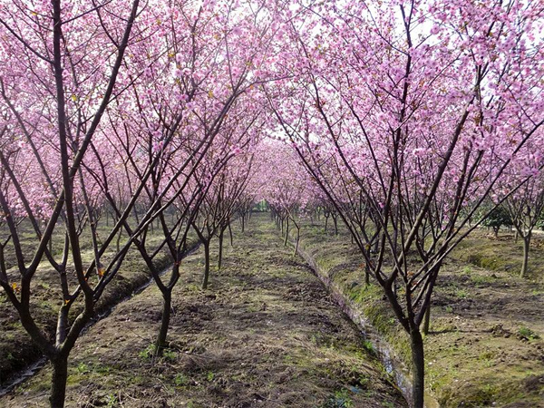 5��������÷