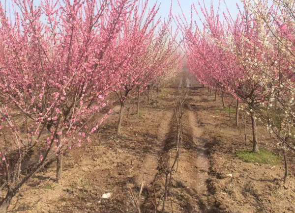 �t÷�Nֲ����