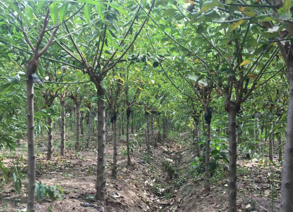 �t÷�Nֲ����