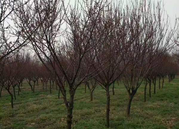 �t÷�Nֲ����