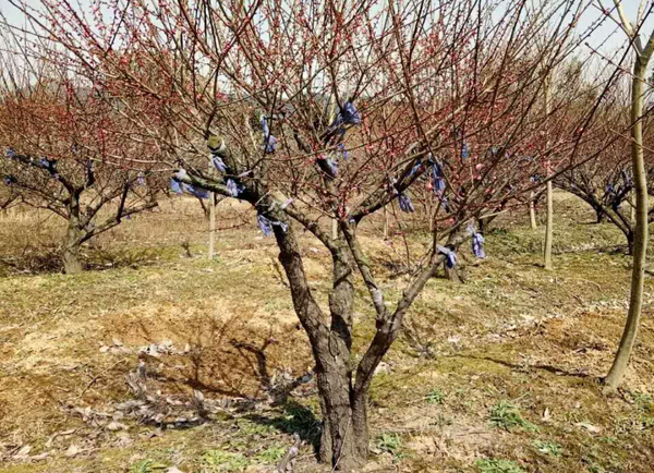 ����(y��ng)5���ּt÷��_5���ּt÷����؛Դ����?