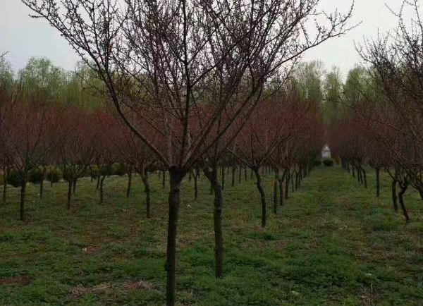 ����ļt÷�Nֲ���ؼt÷�����Ʒ�N�Rȫ