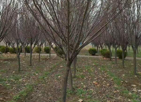 �t÷�Nֲ����