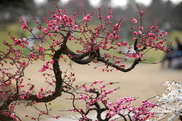 �t÷������Xһ����2020��t÷�r(ji��)��Z�������A(y��)�y