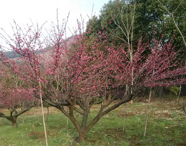 12���ּt÷��(sh��)