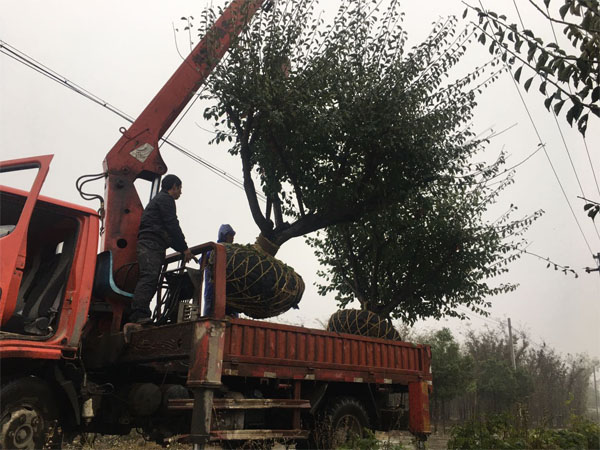 ȫ�Ѽt÷���ع���ð�깤��