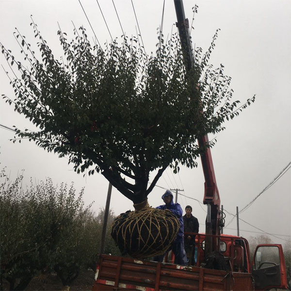 JƷ����20-30���ּt÷�l(f��)��������ȫ�Ѽt÷���ع���ð�깤��