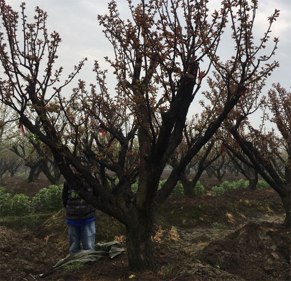 20���ּt÷��l(f��)������ʡ������I(y��)���g(sh��)��W(xu��)