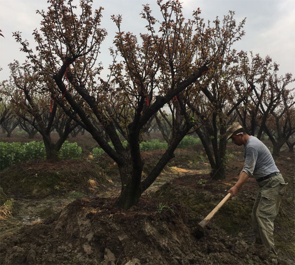 20���ּt÷���x�������L�dȫ�Ѽt÷�乩��(y��ng)�̹������R�ژ���