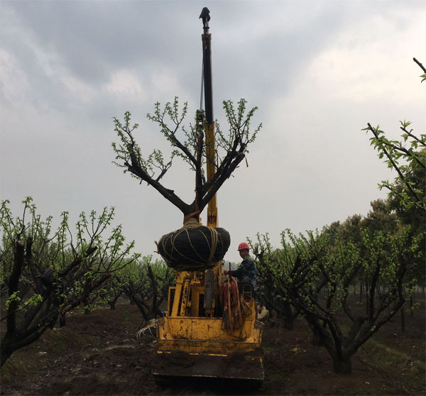 20���ּt÷����ȡ���b܇