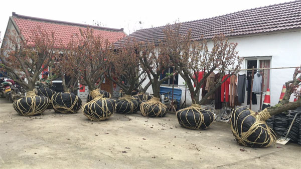 20���ּt÷����l(f��)������