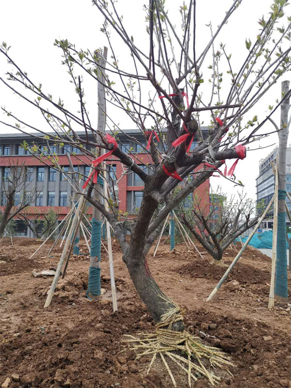 20���ּt÷���ڹ����������ꮅ