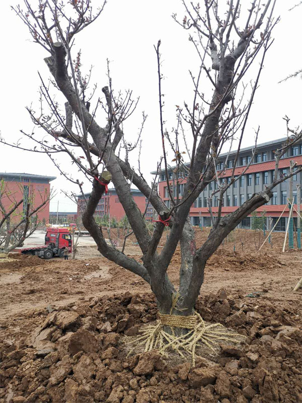 20���ּt÷���ڹ����������ꮅ