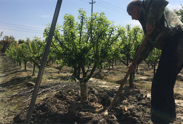 103��7���־G��÷����ɰ�t÷������÷����b܇�l(f��)؛ɽ�|