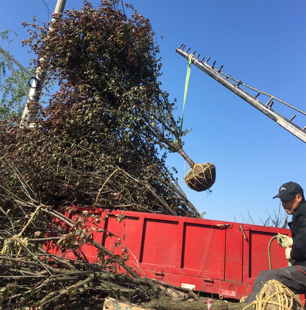 103��7���־G��÷����ɰ�t÷������÷����b܇�l(f��)؛ɽ�|