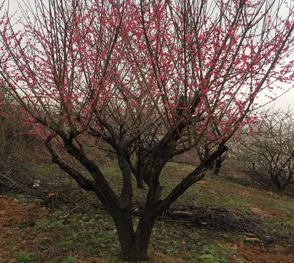 25������ɰ�t÷��