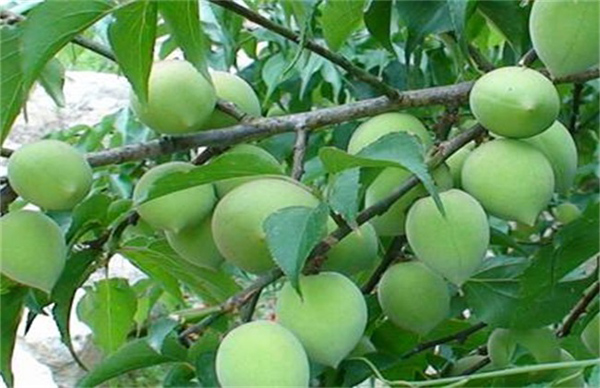 ��÷��ķNֲ���gԔՄ