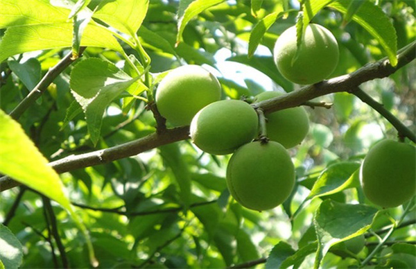 ��÷��ķNֲ���gԔՄ