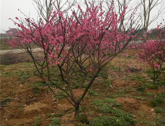 5����ԭ���t÷��