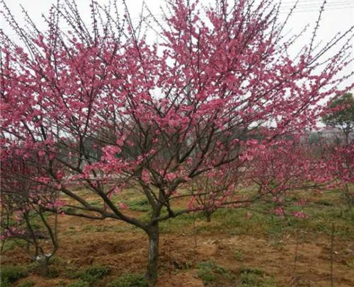 6������ɰ�t÷