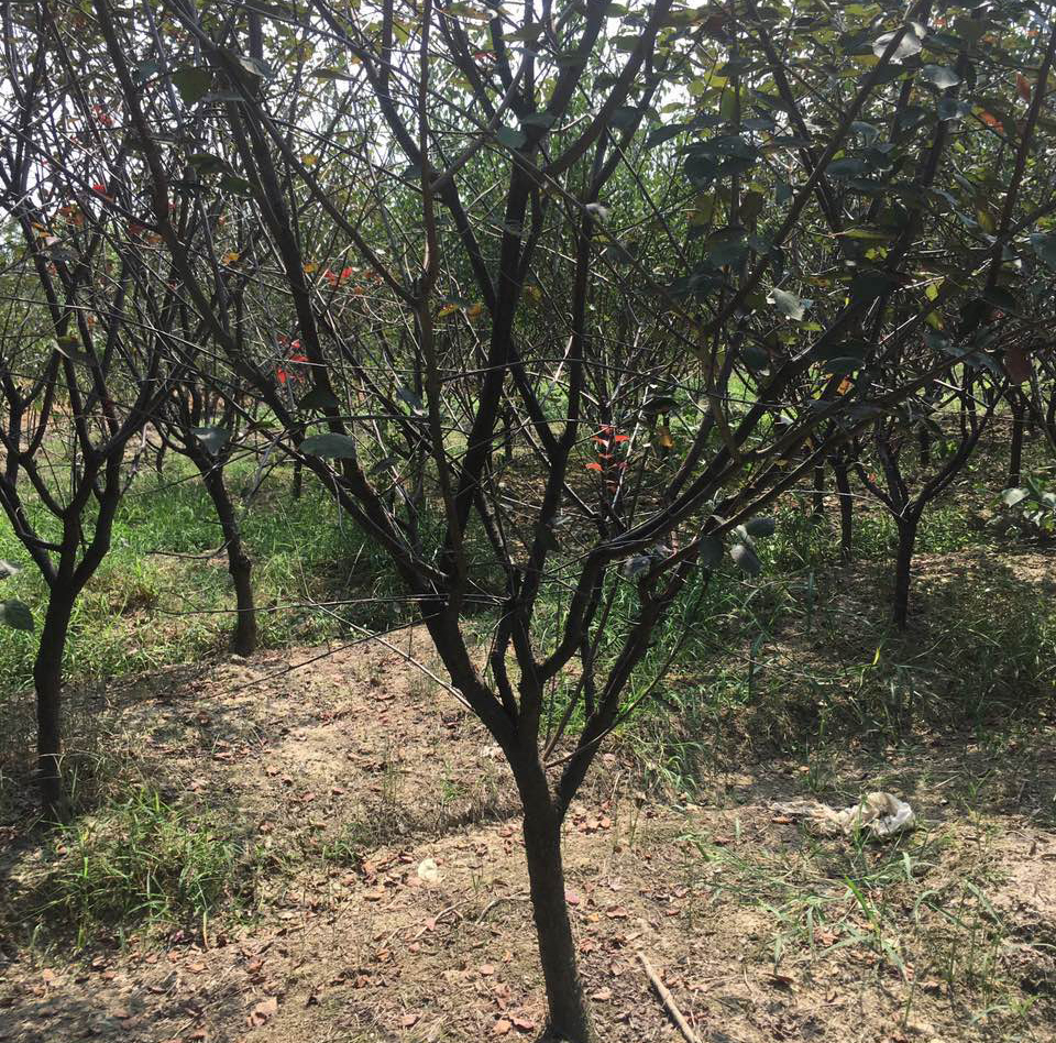 �؏�7����ԭ���t÷