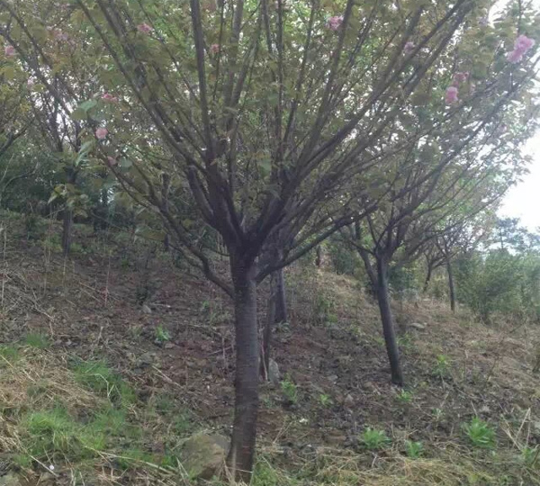 10������ɰ�t÷