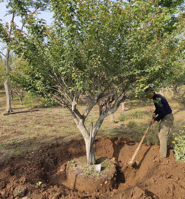 15���ּt÷�����l(f��)��������ĺ�?