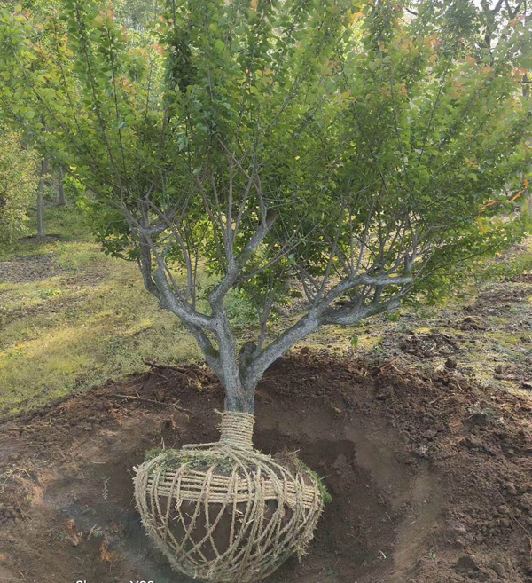 15���ּt÷�����l(f��)��������ĺ�?