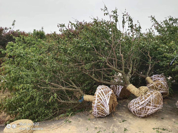 15���ּt÷��ȫ��(zh��n)����������b܇�l(f��)؛