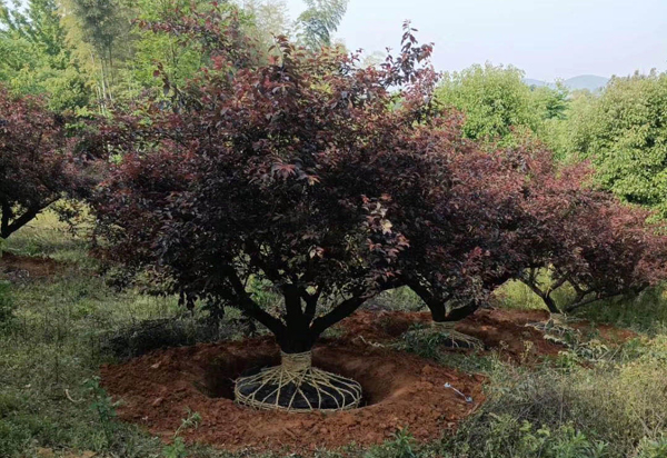 25��������÷�l(f��)���ɶ�