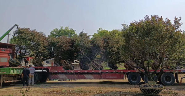 25������ɰ÷�l(f��)؛һ܇(ch��)