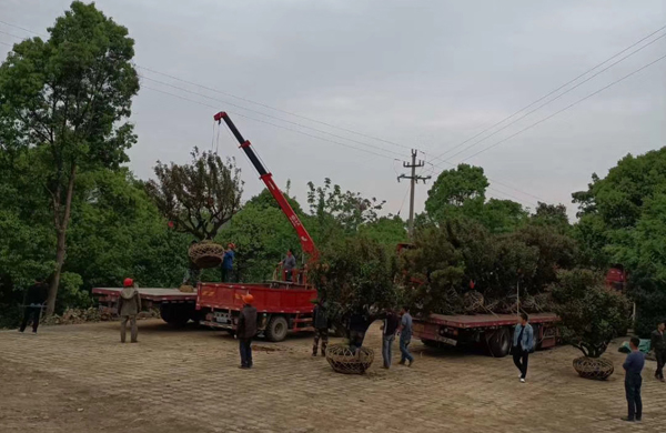 �L�dȫ�Ѽt÷�L�ڹ���(y��ng)�؏�23���ּt÷�䣬�F(xi��n)�ڰl(f��)؛2܇23���ּt÷��