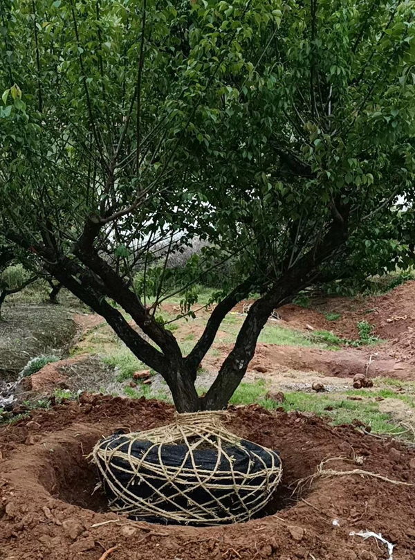 �؏�23���ּt÷��