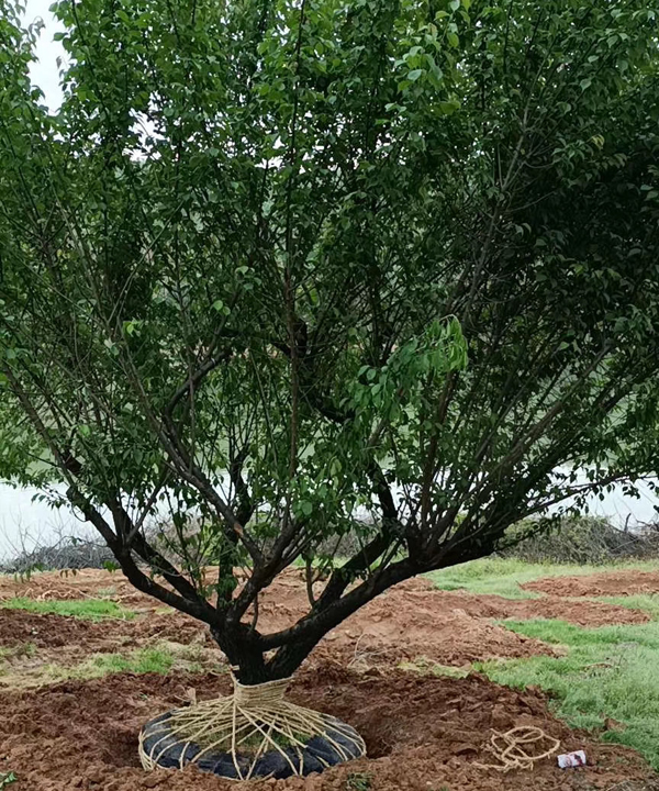 23���ּt÷��