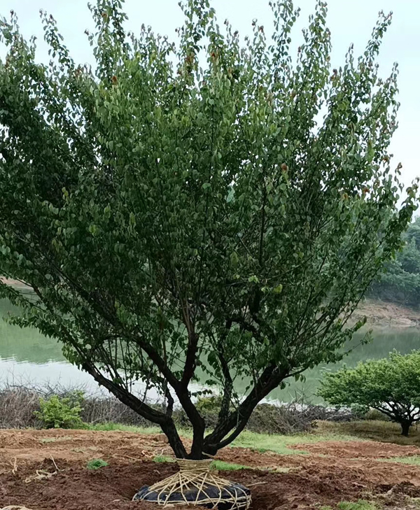 �؏�23���ּt÷��